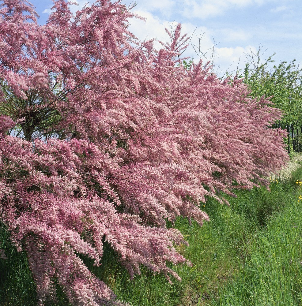  TAMARIS (Tamarix Tetrandra)