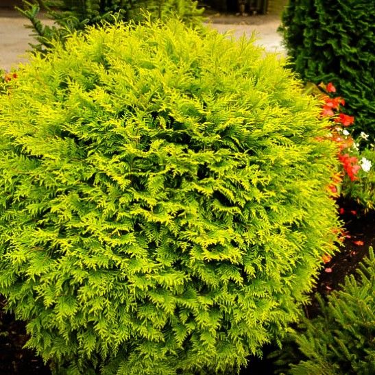 THUJA OCC. "GOLDEN GLOBE"