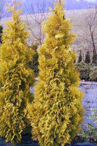 THUJA OCC. "MALONYANA AUREA"