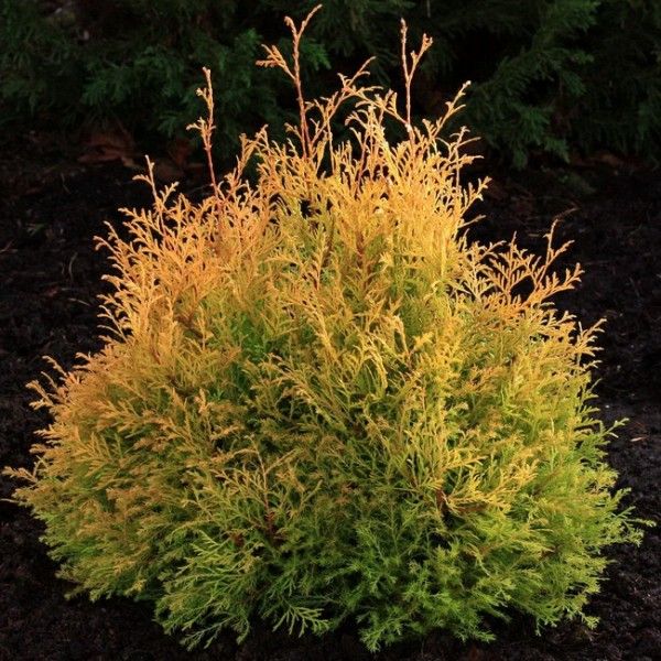 THUJA OCC."RHEINGOLD"