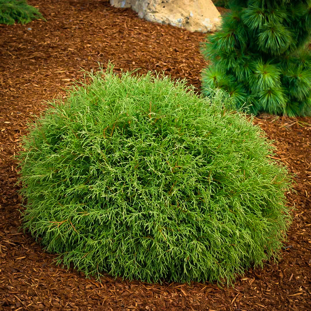 THUJA OCC "MR. BOWLING BALL"
