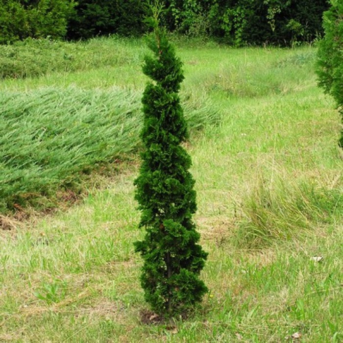 THUJA OCC. "SPIRALIS MINI"