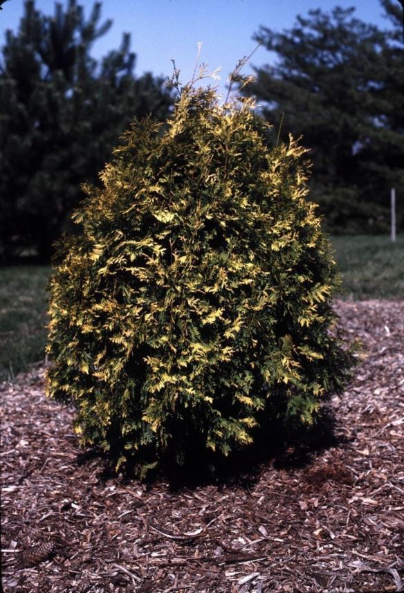 THUJA PLICATA "AUREA"
