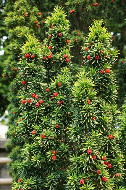 TISA (Taxus Baccata)