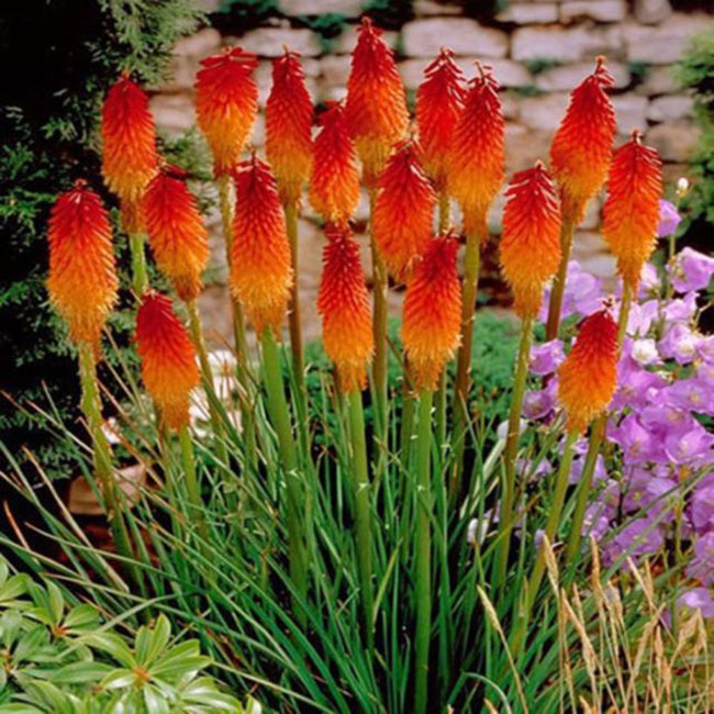 TRITOMA (Kniphofia Uvaria "Grandiflora")