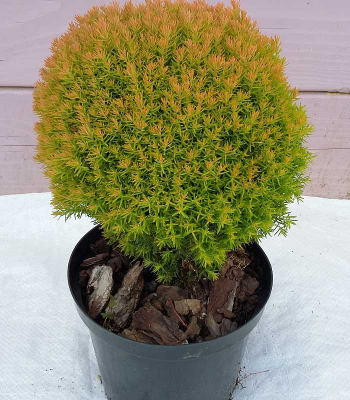 TUJA TEDI (Thuja Occidentalis "Anniek" Teddy Gold)