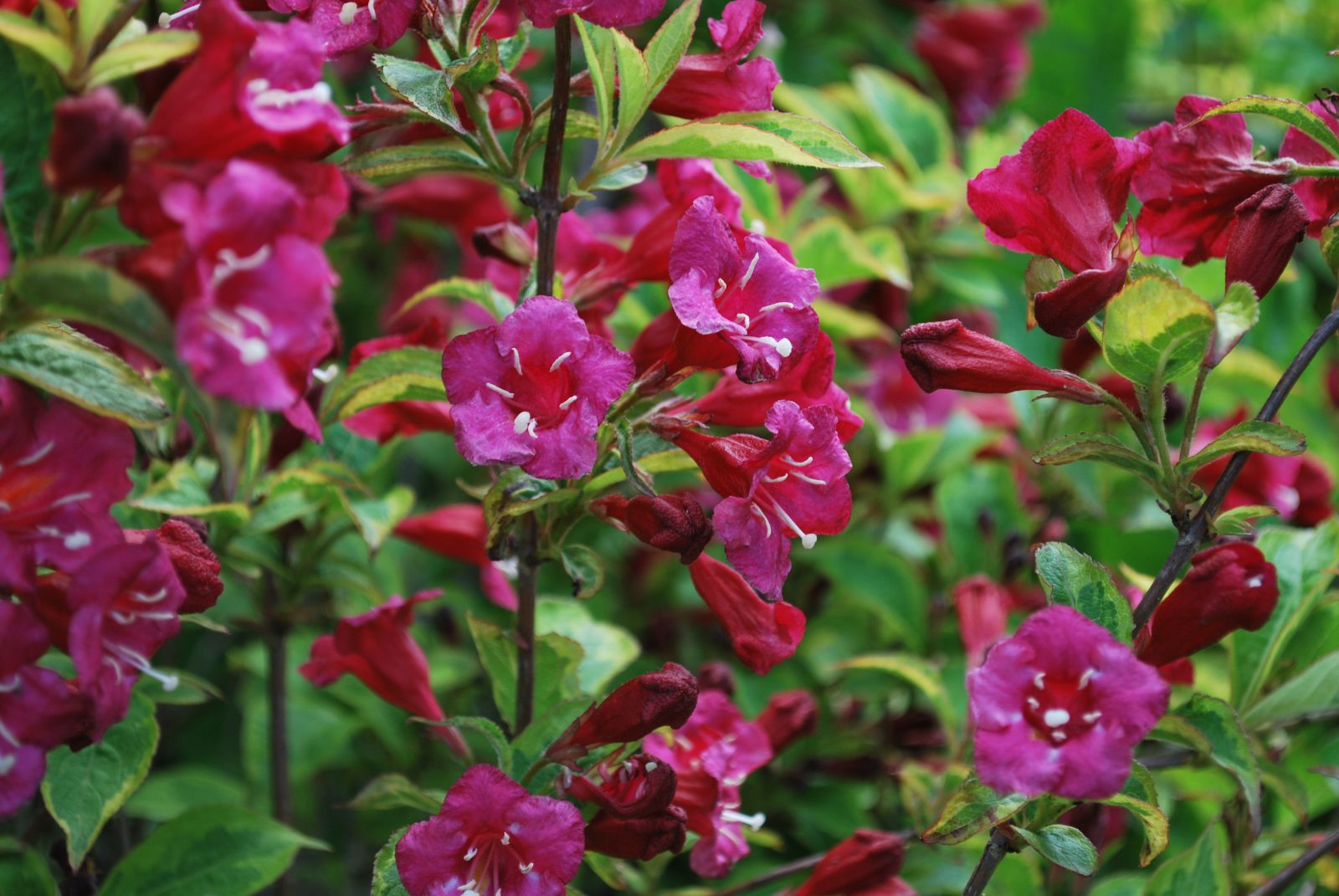 WEIGELA FLORIDA BRISTOL RUBY