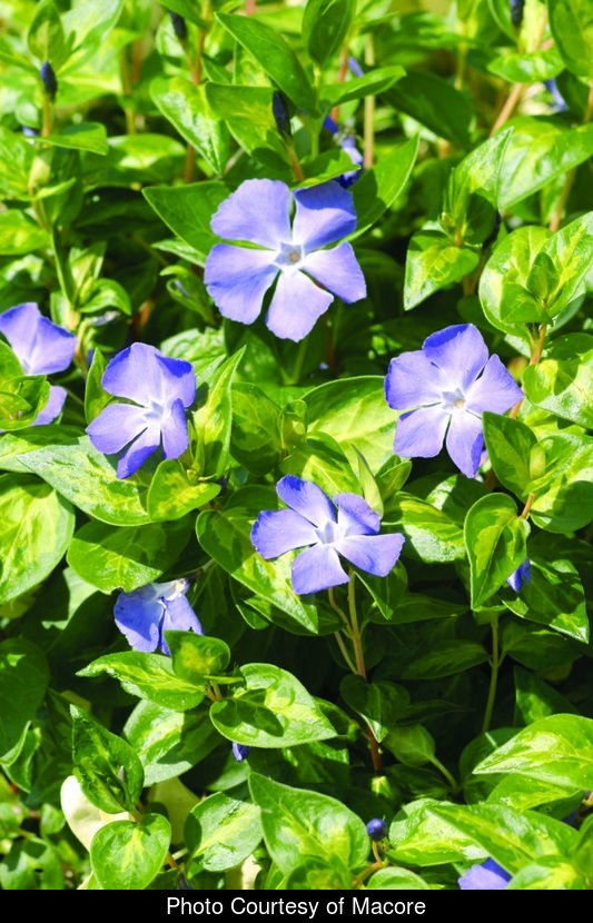 VINCA MAJOR MACULATA