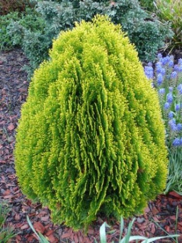 ZLATNA TUJA (Thuja Orientalis "Aurea Nana")